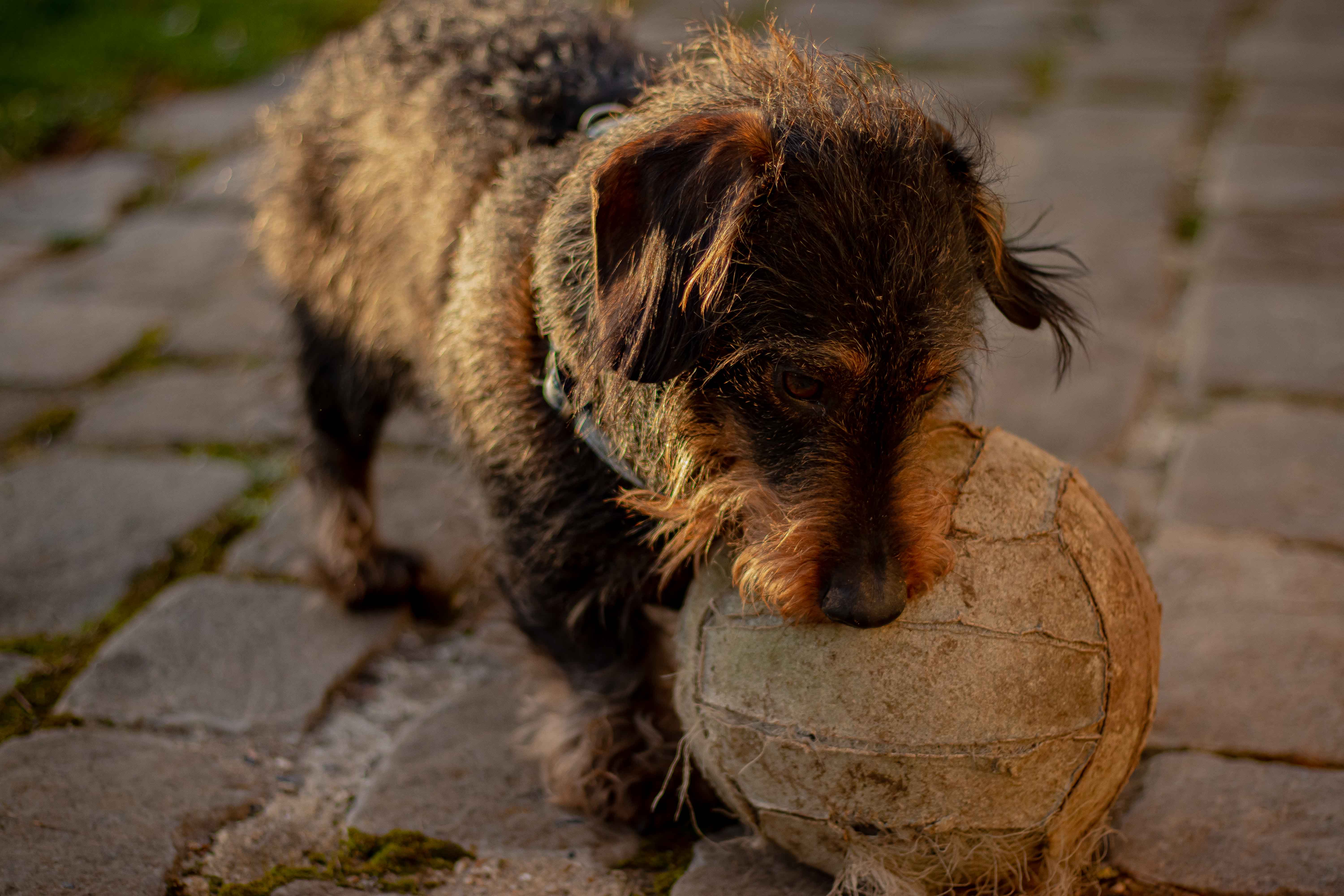 Photo d'un teckel à poil dur mordant un ballon beige